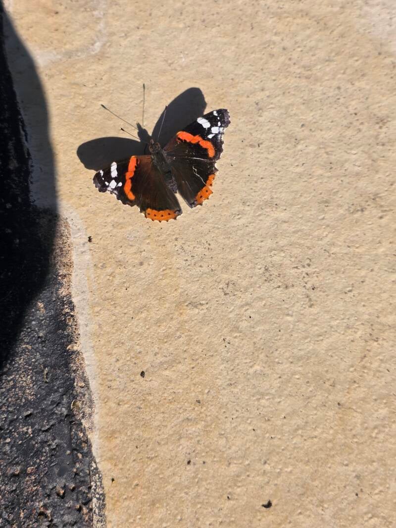 Distelfalter mit geöffneten Flügeln auf meiner Terrasse, eine besondere Begegnung auf meinem persönlichen Weg mit diesem Schmetterling