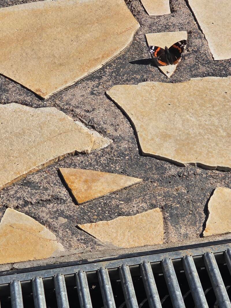 Distelfalter mit geöffneten Flügeln auf meiner Terrasse, eine besondere Begegnung auf meinem persönlichen Weg mit diesem Schmetterling