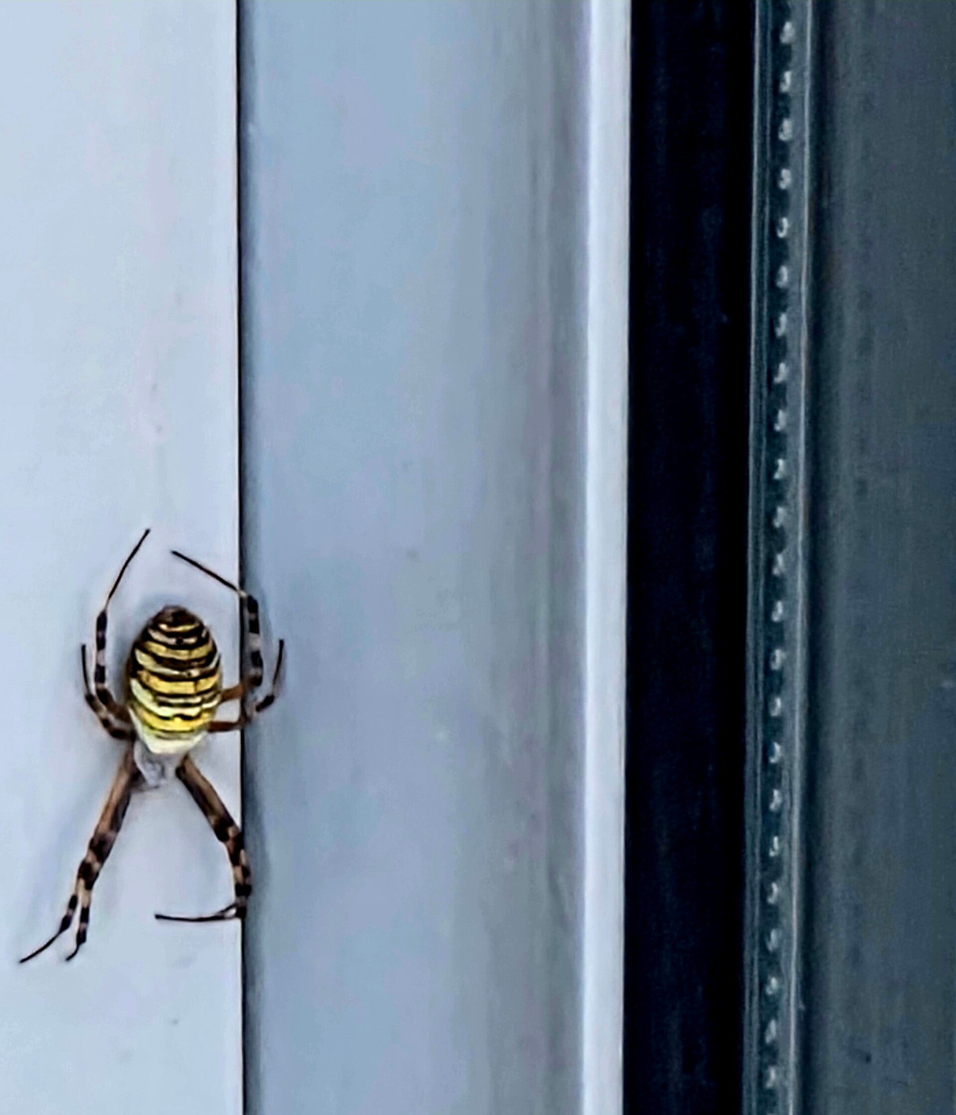 Auffällig gelb-schwarz gezeichnete Wespenspinne an einem Fensterrahmen