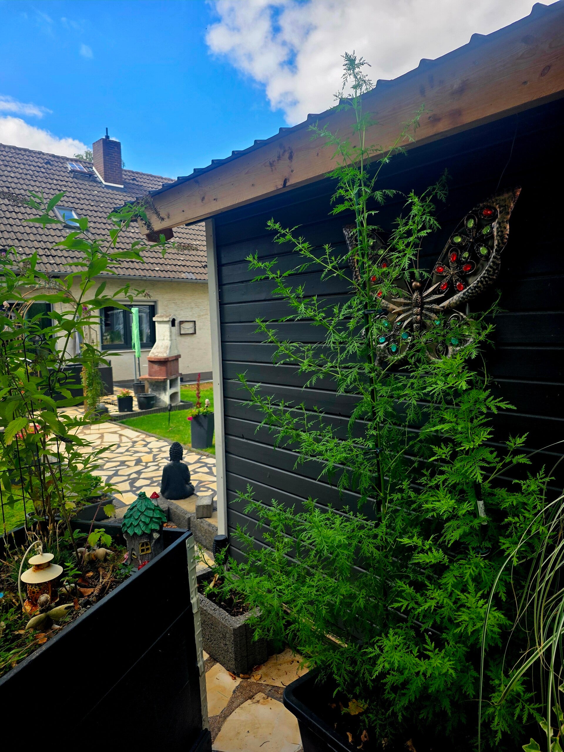 Zwei selbst gezogene Artemisia-annua-Pflanzen vor einer dunklen Gartenhütte, die größere Pflanze ist etwa 1,80 Meter hoch