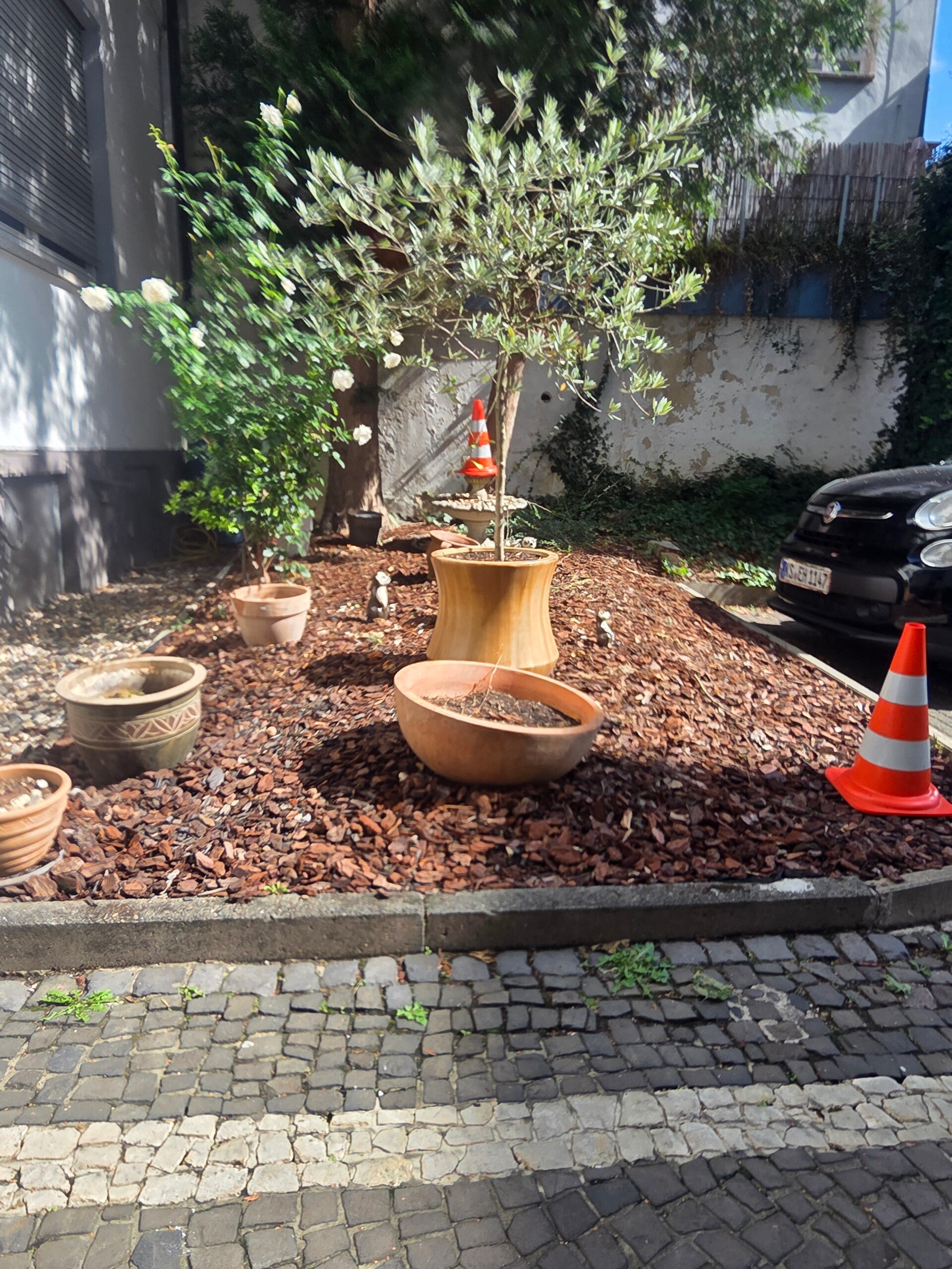 Olivenbaum zwischen Rindenmulch und Pflanzgefäßen im Außenbereich unserer Unterkunft in Bad Homburg.