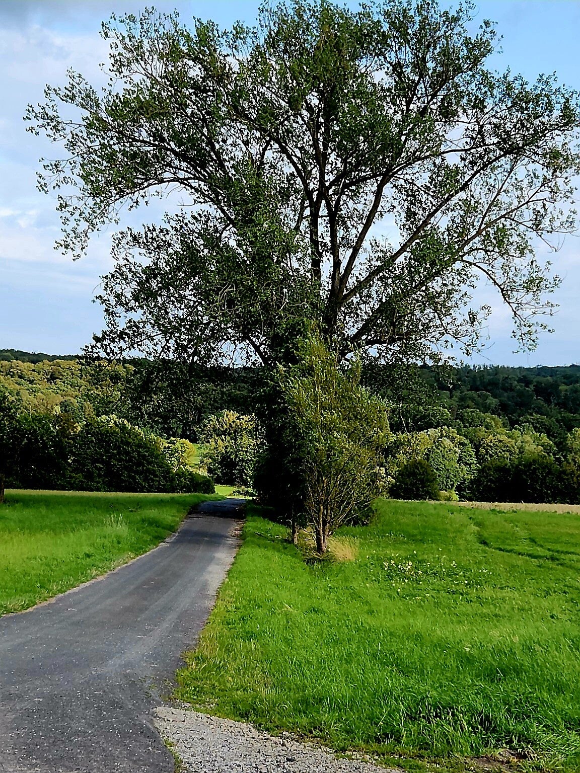 Schmaler Weg durch grüne Wiesen unter einem großen Baum – ein Sinnbild für Klarheit, Weite, Tiefe und den eigenen Lebensweg