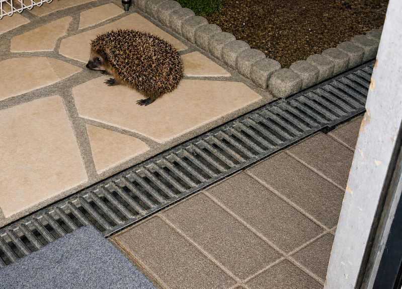 Igel steht in der Hexennacht vor der Terrassentür