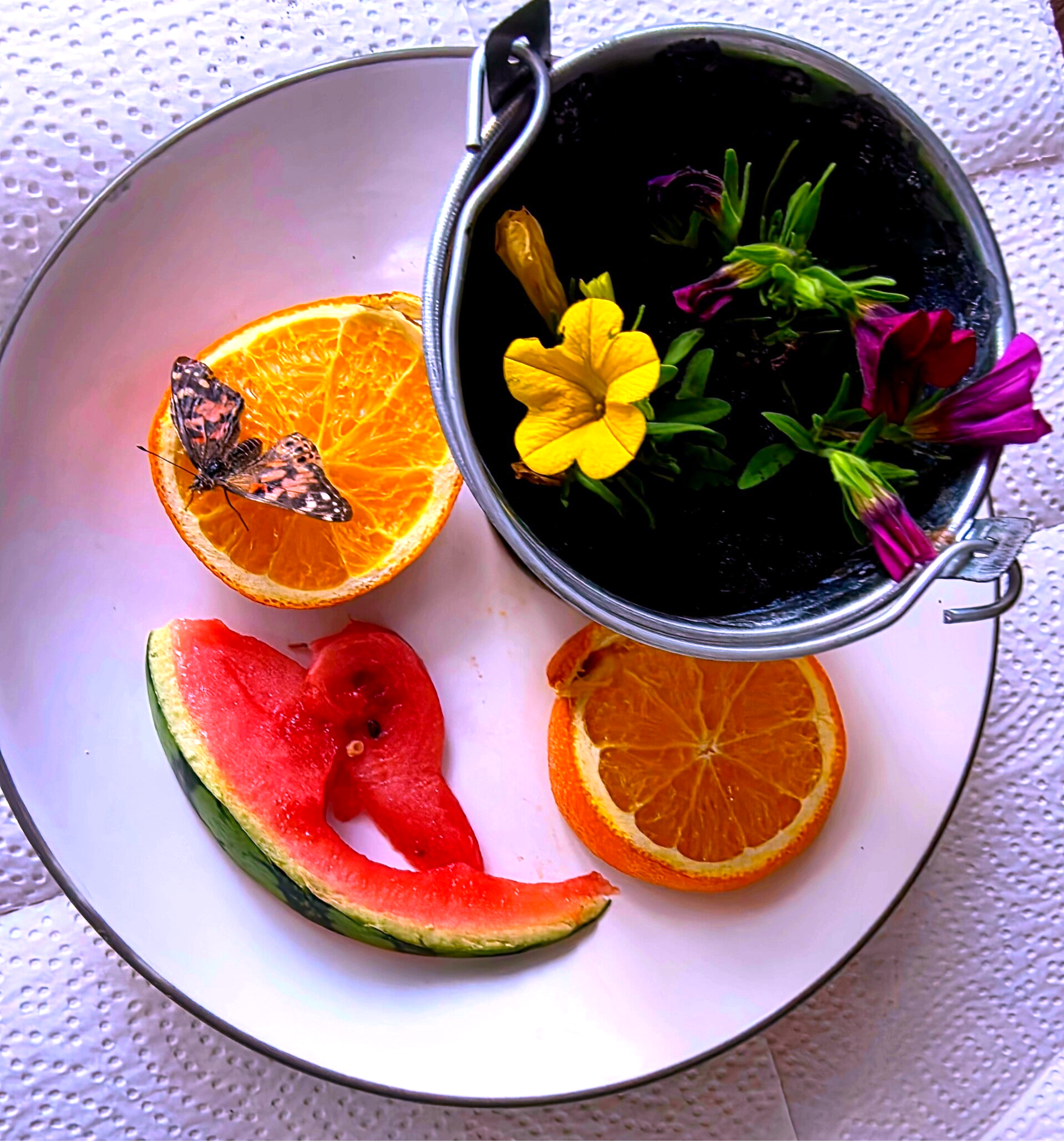 Schmetterling mit beschädigtem Flügel sitzt neben Orangenscheiben, Wassermelone und bunten Blüten in einer geschützten Netzvoliere.