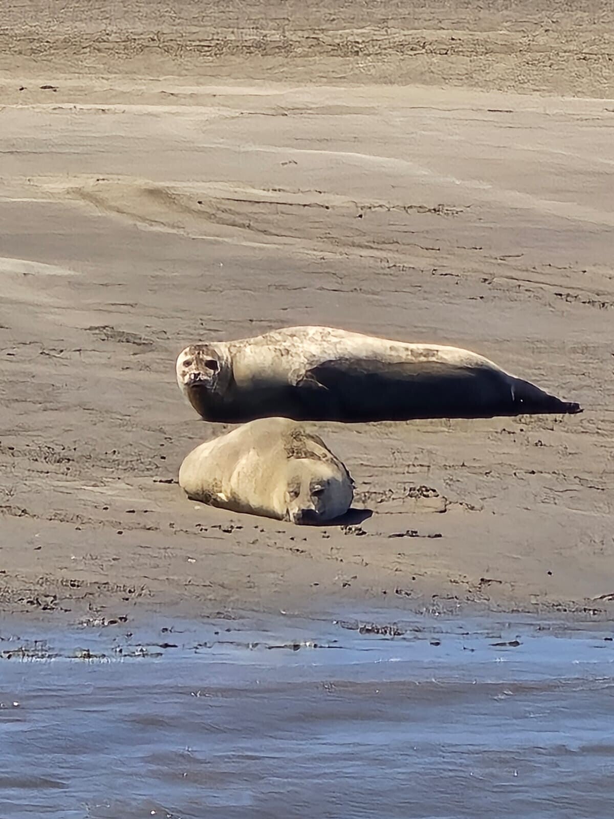 Zwei Seehunde liegend auf der Sandbank im Hochseegebiet der Nordsee