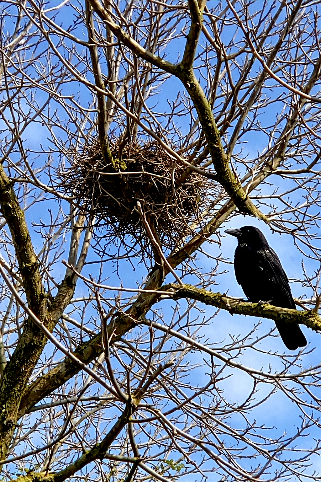 Schwarzer Rabe sitzt auf einem Ast neben einem großen Nest in einem kahlen Baum vor blauem Himmel