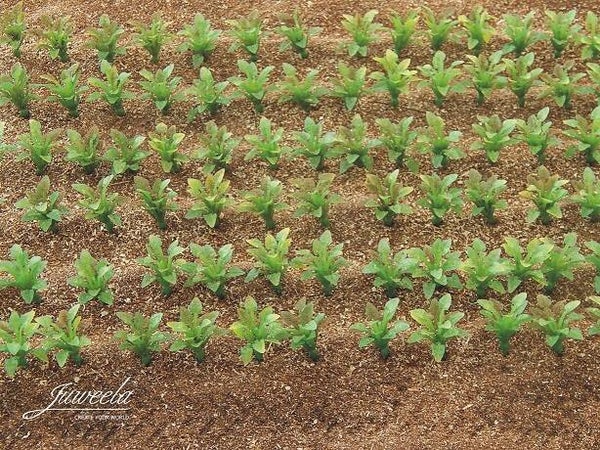 Suikerbietplanten (2cm hoog) 50st - 1:32
