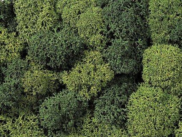Decor mos Licht/Donker groen - 75gr