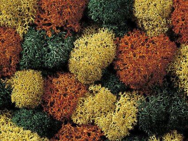 Decor mos 'Herfstkleuren' - 35gr