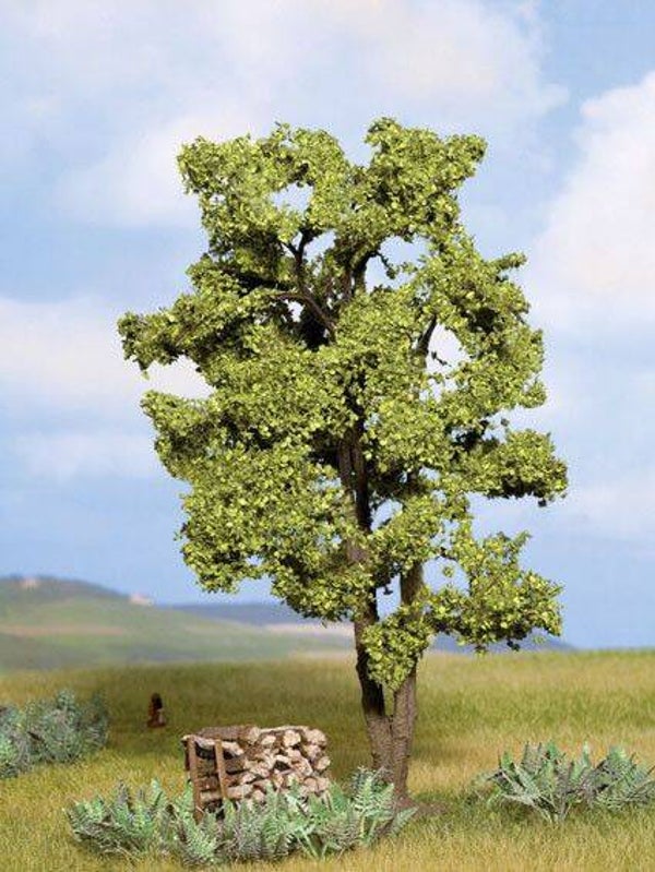 Acacia - 15cm