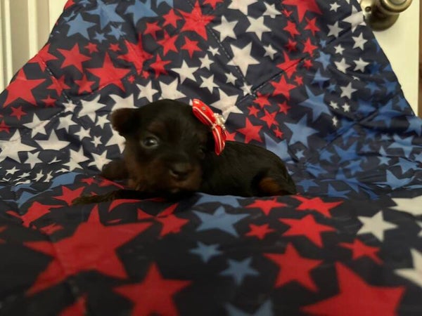 Black & Gold Female