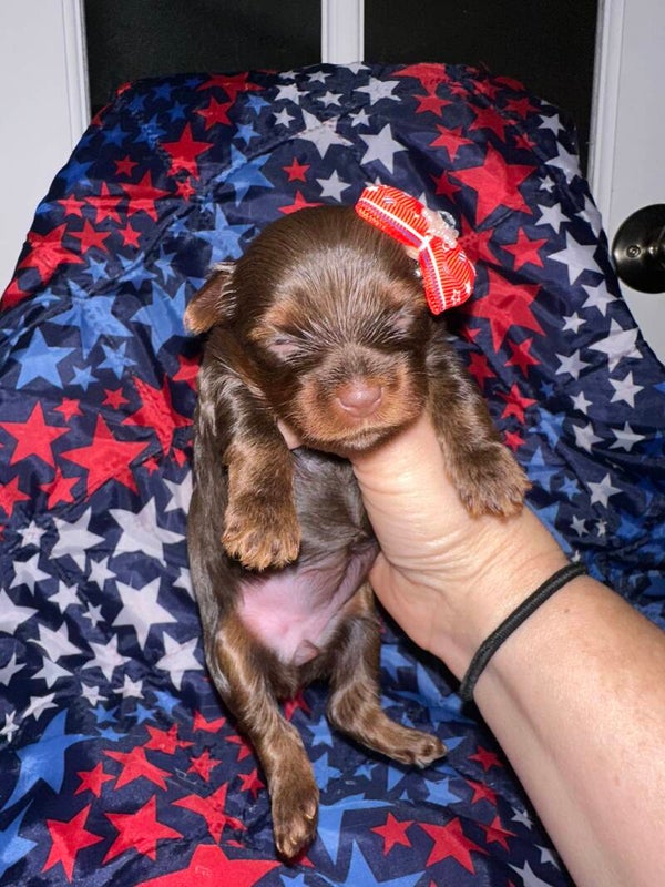Chocholate Yorkie Female