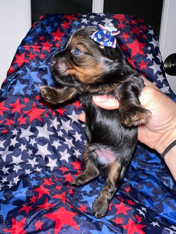 Black & Gold MALE