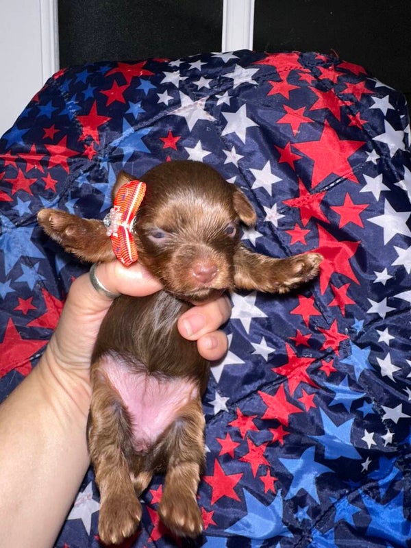 Chocolate Yorkie Female