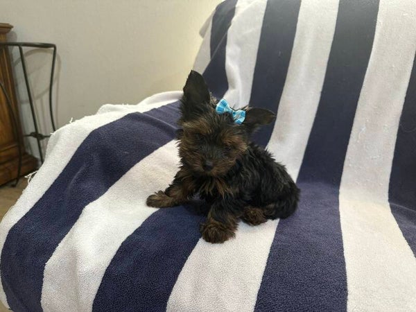 Traditional Yorkie MALE