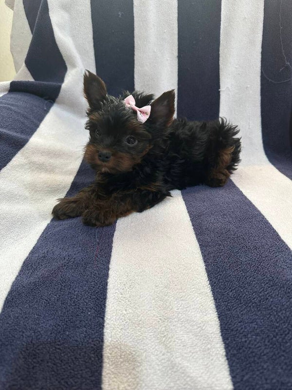 Traditional Yorkie Female