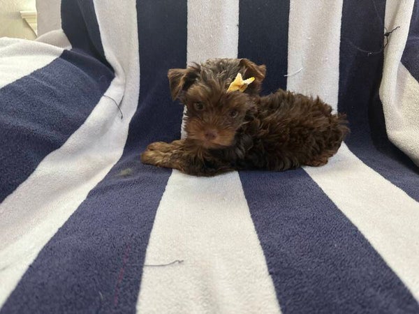 Chocolate Yorkie Female