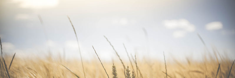 Een foto van een landschap met scherpte diepte waarbij op de voorgrond tarwe te zien is.