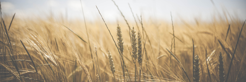 Foto van tarwe gewassen met een grijs blauwe lucht als achtergrond.