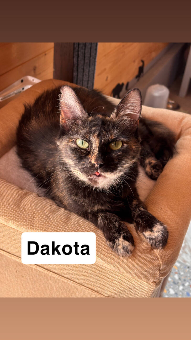 dakota-standard.jpg