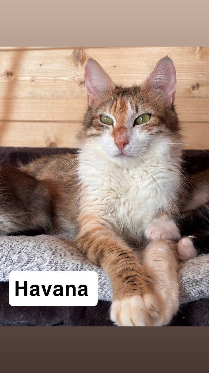 havana-standard.jpg