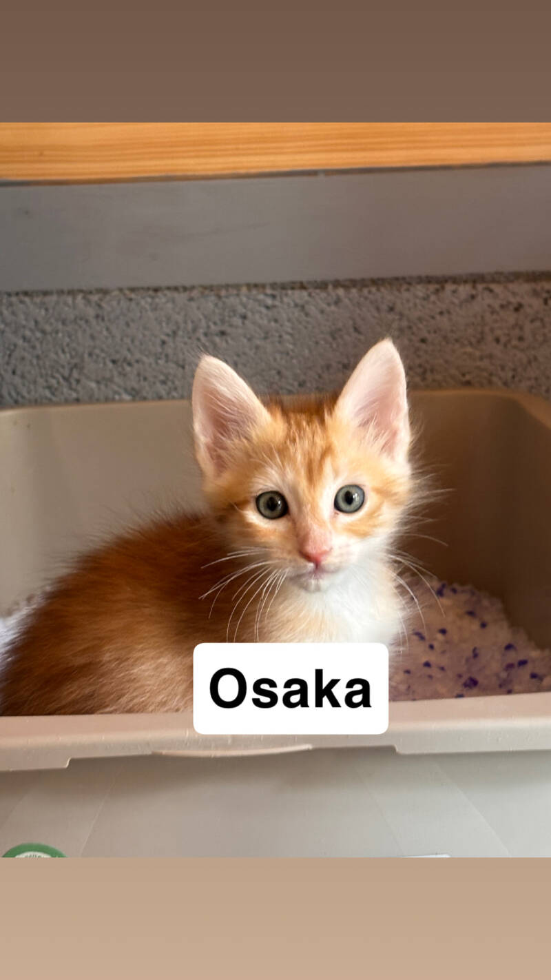 osaka-standard.jpg