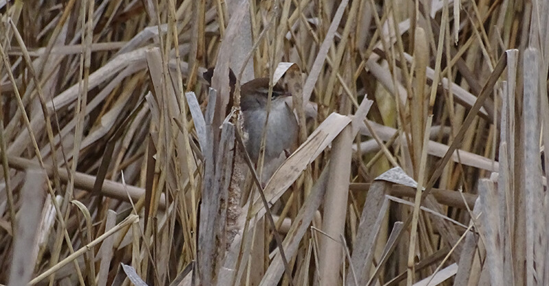 Cetti's Zanger, foto Luuk Punt