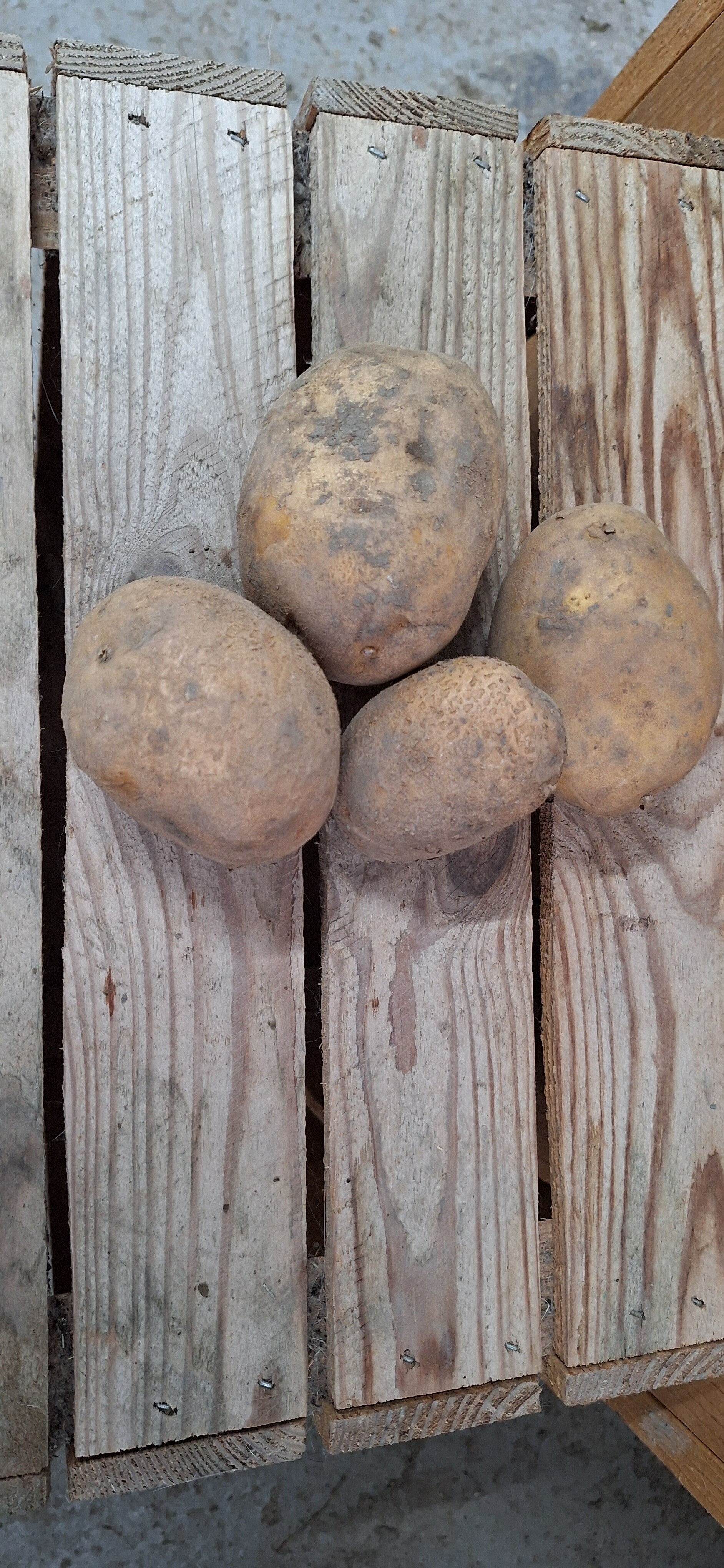 Aardappels Agria - 500 gr