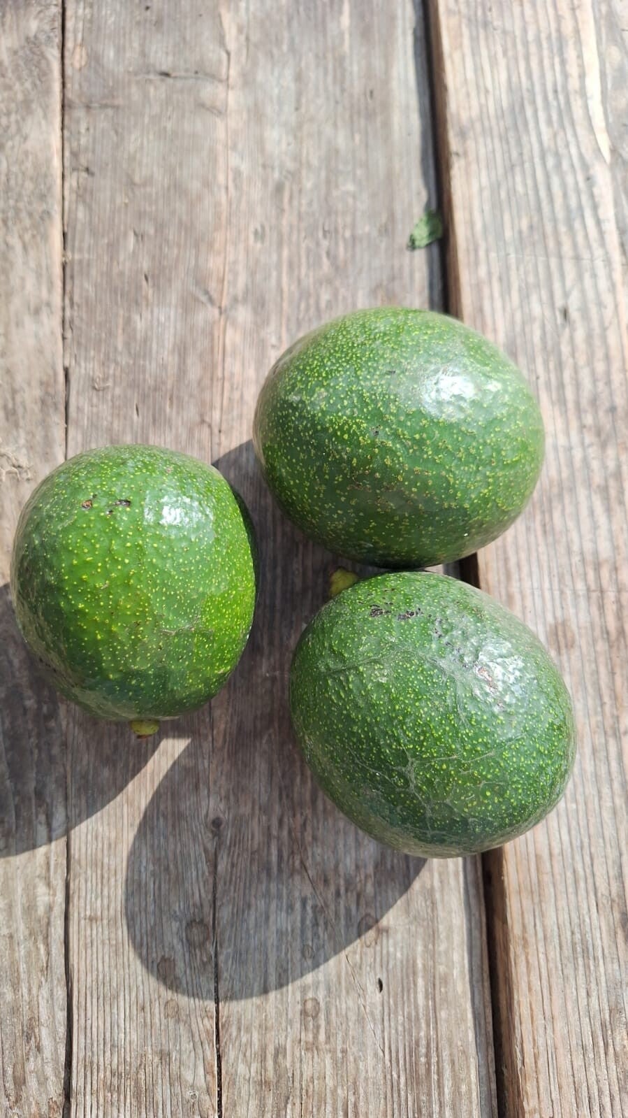 Avocado - 2 stuks