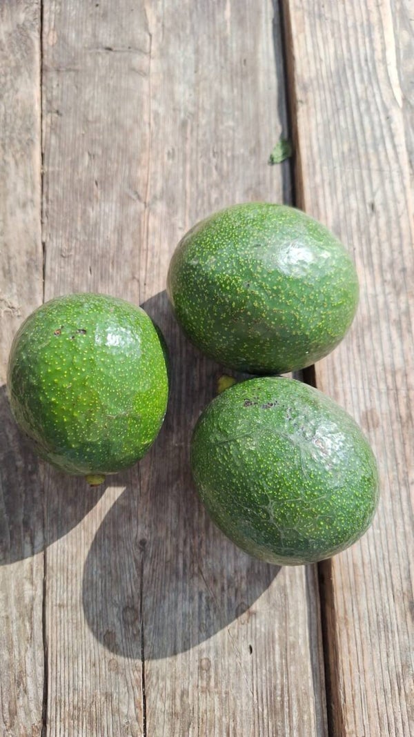 Avocado - 2 stuks
