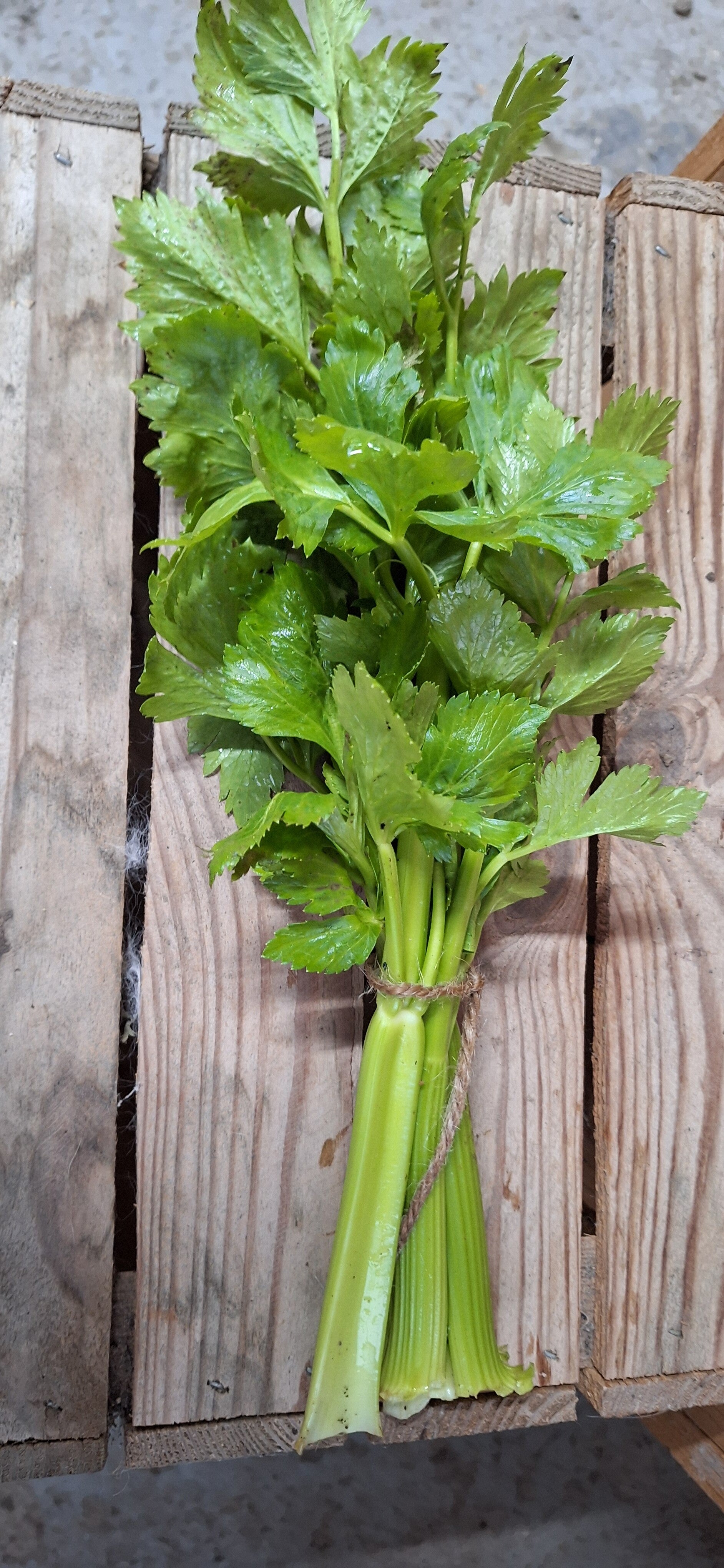 Bleekselderij stengels - 100 gr