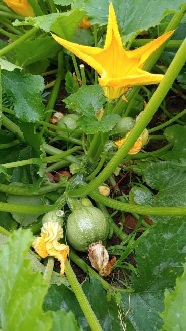 Bolcourgette - 600 gr -
