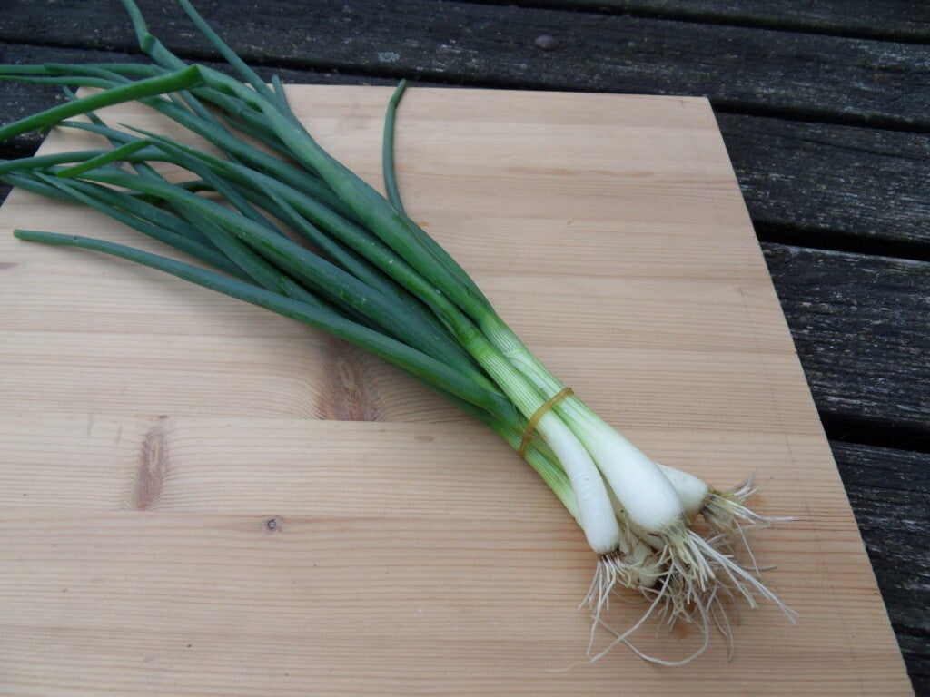 stengelui