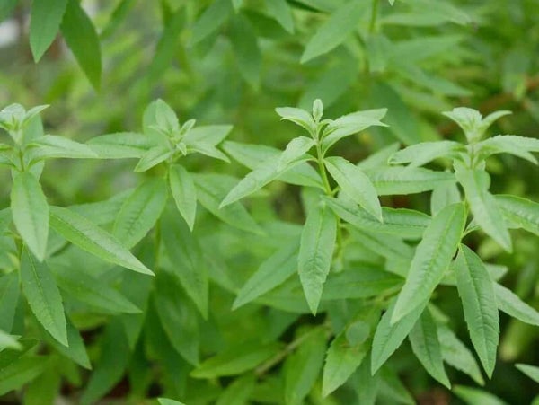 Citroenverbena - 25 gr -