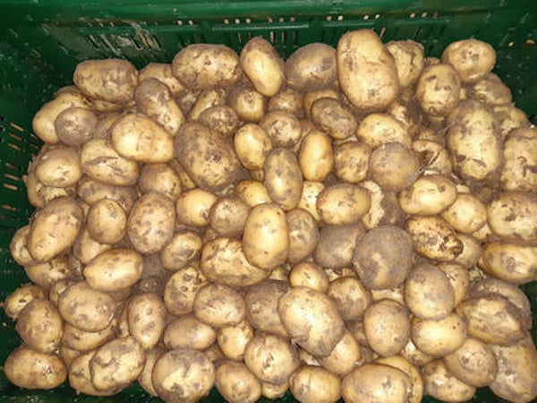 frieslanders (nieuwe oogst) - 500 gr -