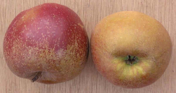 Appels goudreinetten - 1 kilo