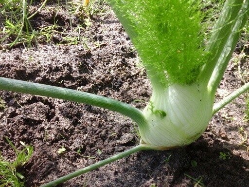 knolvenkel - 175 gr -