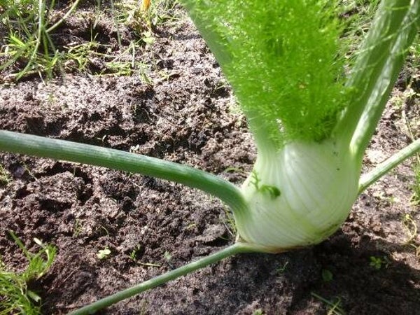 knolvenkel - 175 gr -