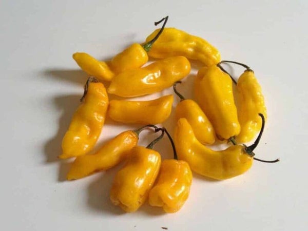 Peper madame jeanette - 25 gr -