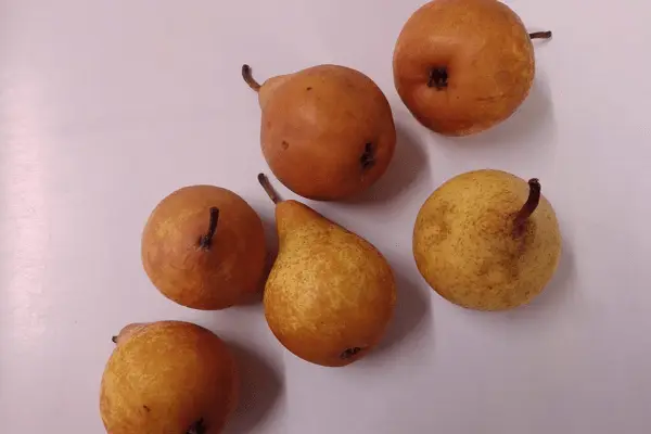Peren stoof - 1 kg