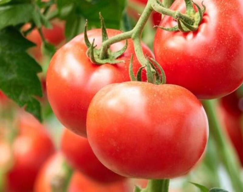 Tomaten - 500 gr -