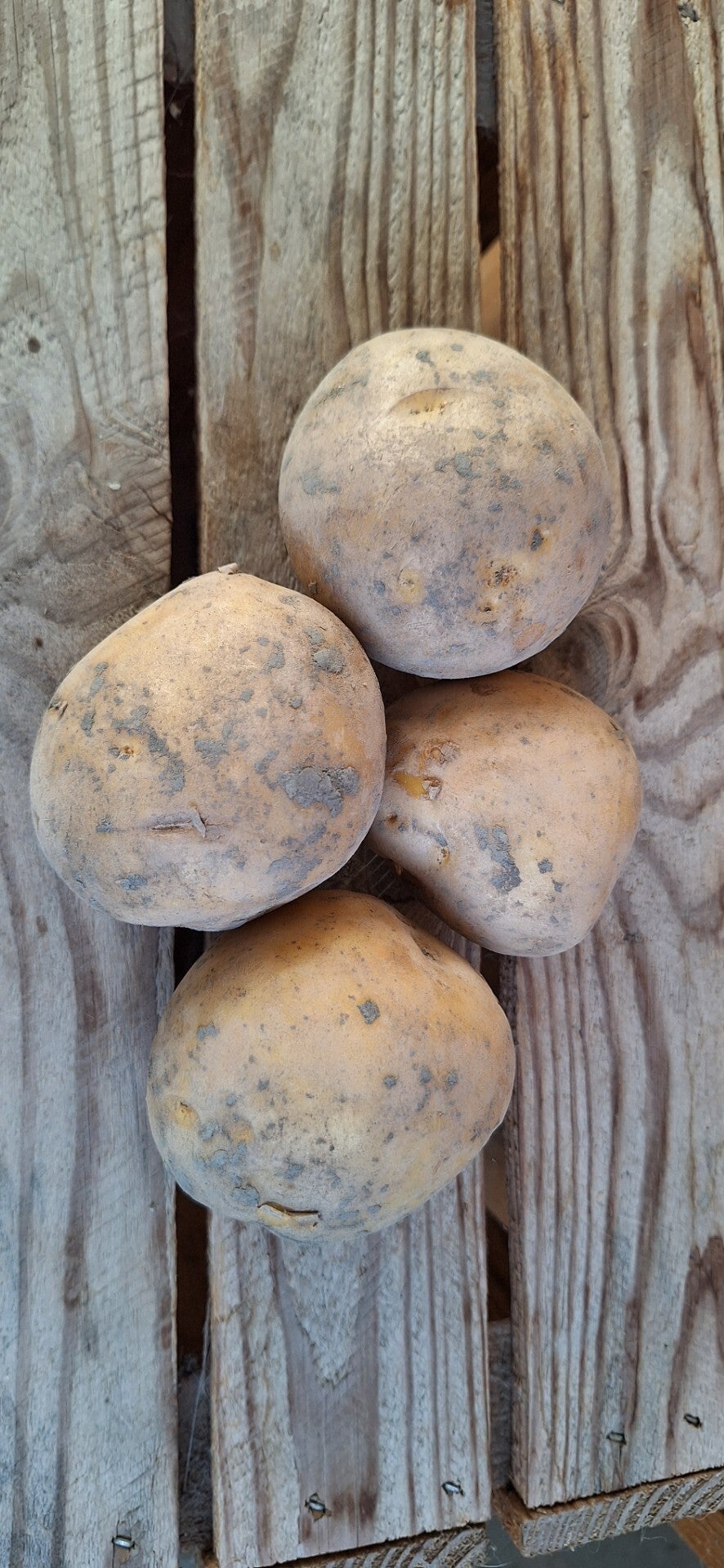 Twister aardappels - 500 gr -