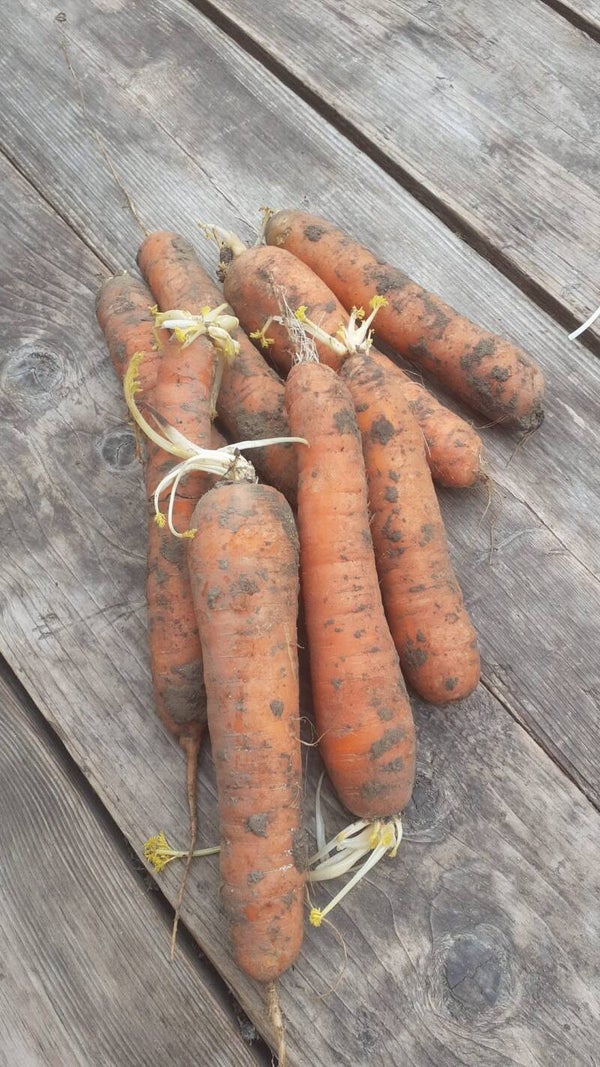 Winterwortels - ongeveer 500 gr