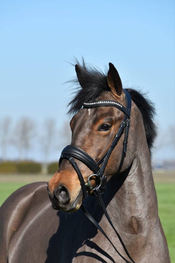 Hoofstel JB