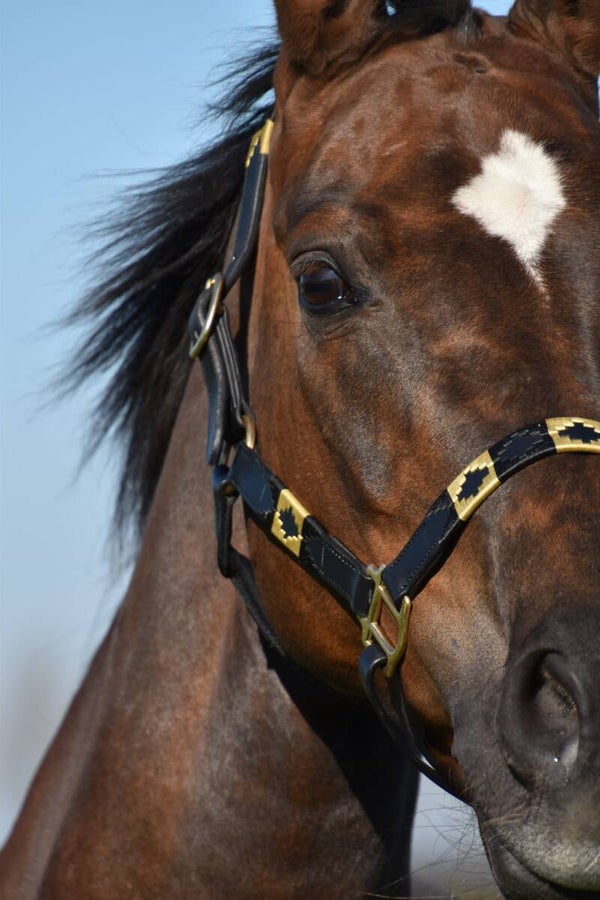 Polo halster