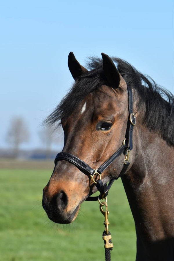 Halster SB - pony
