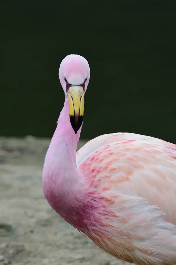 Live verhaal roze flamingo