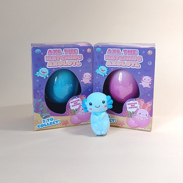 Axolotl hatching growing