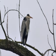 blauwereiger.jpg