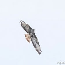 Buizerd13-09.jpg